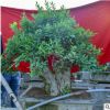 實拍樹樁盆景 石榴 中型石榴盆景樹樁當年結(jié)果庭院別墅綠化造型樹