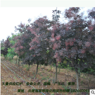 大量供應(yīng)美國紅櫨優(yōu)質(zhì)園林綠化行道樹 山東紅櫨小苗苗喬木花灌木