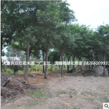 綠化苗木批發(fā) 國槐樹苗 國槐小苗 速生國槐苗 大小規(guī)格齊全