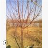 【苗圃發貨】2—10公分京桃綠化樹工程苗木東北耐寒苗木批發