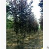 【苗圃發貨】2—8公分叢生紫葉稠李綠化樹工程樹東北耐寒苗木批發