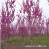 紫荊苗叢生紫荊苗紫荊小苗獨桿紫荊紫荊花紫荊苗量大批發
