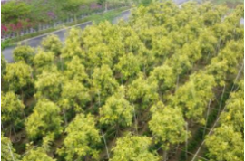 現在種植綠化苗木要掌握以下關鍵措施,少有不慎,就會當柴火燒