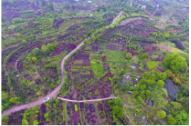 南下“尋”境,中國的園林藝術(shù)令人驚嘆,你知道哪些著名的園林?