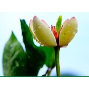 售后服務(wù)工程師