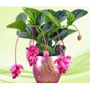 壓實機械行業(yè)