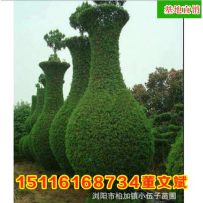 批發龍柏造型花瓶 精品園林綠化工程苗木庭院種植 湖南基地直銷