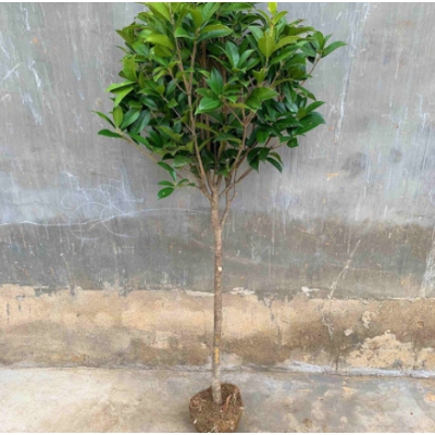 桂花樹(shù)苗常青盆栽植物室內(nèi)四季桂月月桂八月桂樹(shù)批發(fā)