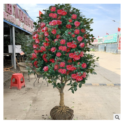 庭院耐寒花卉植物茶花樹苗茶花盆栽常青耐冬耐凍南北方茶花樹綠植