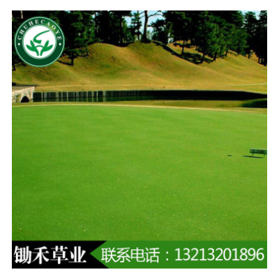 草坪種子克羅米匍匐翦股穎果嶺草草籽別墅矮草坪小區(qū)綠化四季常青