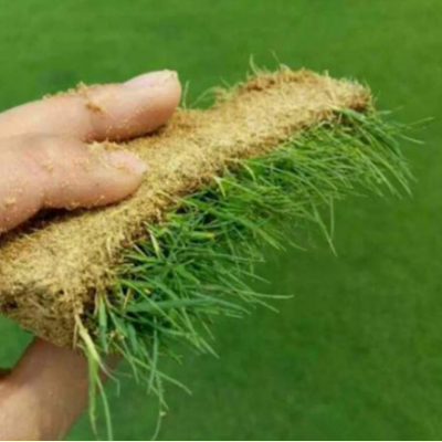 四季匍匐型剪股穎草種翦股穎細弱型草坪種子直立型耐寒耐熱耐踐踏