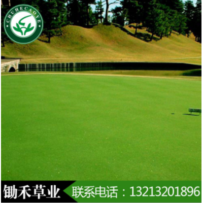 翦股穎草種草坪果嶺草草籽匍匐型翦股穎細弱剪股穎高爾夫球場草種