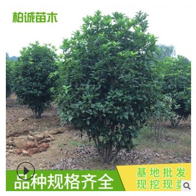 桂花球 城市綠化工程 市政園林綠化 大量供應桂花樹 基地供應