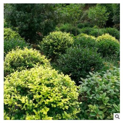 綠化工程植物金葉女貞 貨源充足 歡迎實地考察 量大價優 可批發