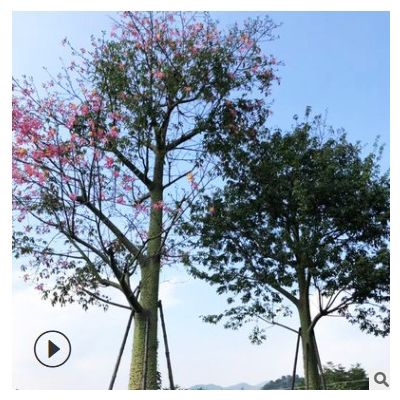 美麗異木棉 公園小區行道觀景美人樹 漳州宏景園林基地苗木批發