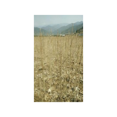 1-3公分無患子大量批發，江西無患子基地直銷，九江無患子小苗