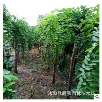 江蘇基地龍爪槐樹苗 行道槐樹綠化造型樹園林道路庭蔭樹垂槐苗