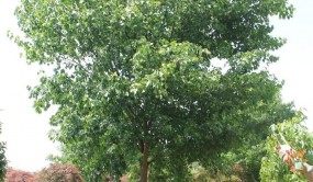 為什么說2022年前后會(huì)有一波苗木高峰行情？