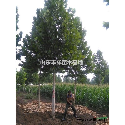 20公分絢麗海棠22公分絢麗海棠價格