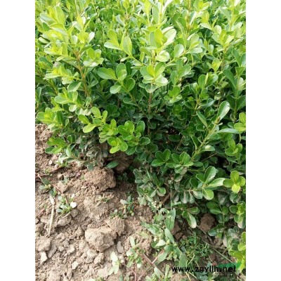 刺松_刺柏_北京檜柏_北京檜綠化苗木