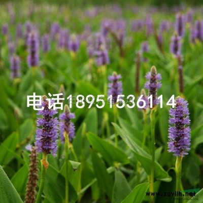 金鑲玉竹基地直銷 移栽竹苗 規(guī)格全 低價批發(fā)