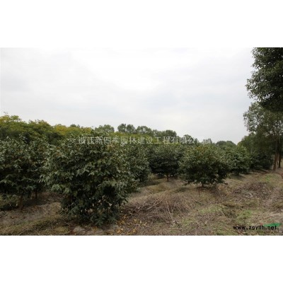 茶梅，浙江茶梅供應，茶梅價格，茶梅圖片，浙江茶梅價格