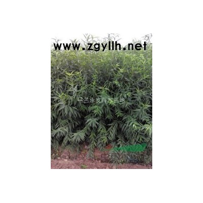 苗圃直銷柿子苗價格**低歡迎考察