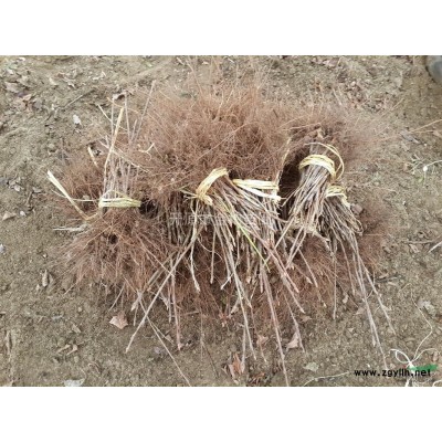 供應紫葉稠李扦插小苗包郵