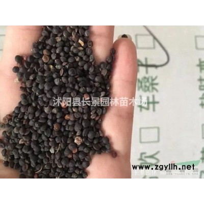 國槐種子市場多少錢一斤？