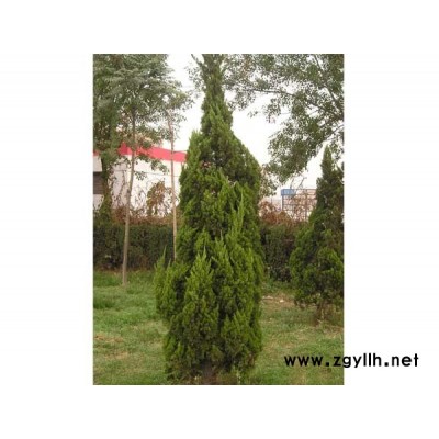 供應香樟、大葉女貞、欒樹、法桐、七葉樹、柳樹