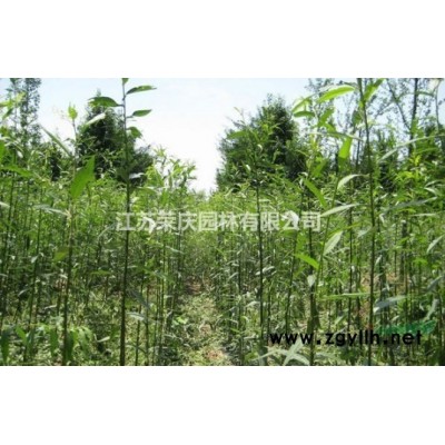 江蘇常年供應(yīng)規(guī)格3公分~18公分黃山欒樹  黃山欒樹價(jià)格