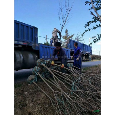 南京紅森苗木供應各種規格欒樹 欒樹價格 欒樹報價
