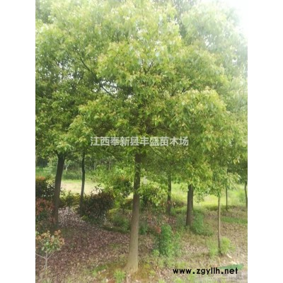 江西雪松價格、宜春奉新雪松價格、南昌雪松價格、雪松便宜