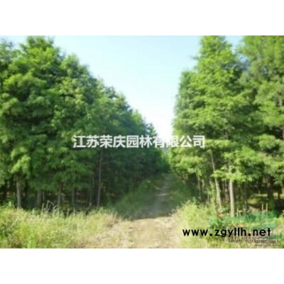 江蘇常年供應(yīng)規(guī)格2米~6米雪松