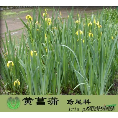 銀杏、國槐、北京檜、蜀檜、龍柏、側柏、地柏、