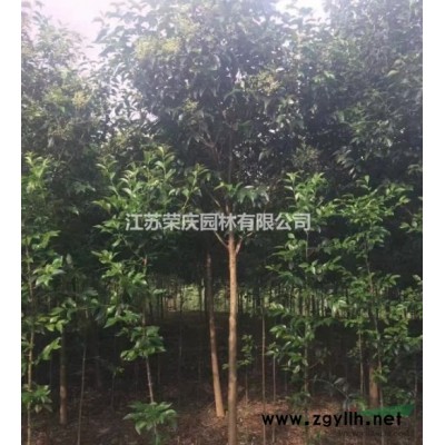 江蘇常年供應(yīng)規(guī)格6公分~15公分廣玉蘭 廣玉蘭價(jià)格