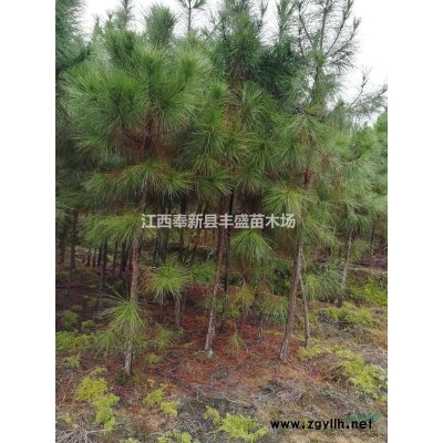 南昌銀杏價格、奉新銀杏價格、哪里銀杏多價格便宜