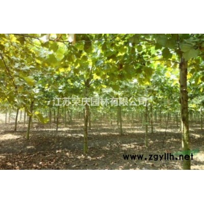 江蘇常年供應(yīng)規(guī)格8公分~18公分香樟樹