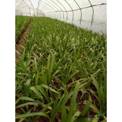 供應浙江廣玉蘭袋苗，昆明廣玉蘭容器苗，熟苗