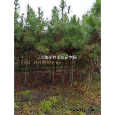 10公分大葉女貞樹、12公分大葉女貞、8-15公分大葉女貞樹