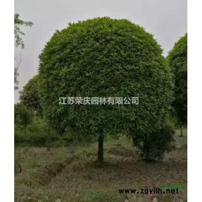 江蘇常年供應(yīng)規(guī)格2公分~15公分大葉女貞