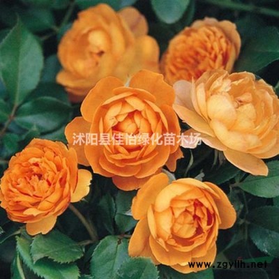 高檔桂花 金桂 八月桂 桂花小苗 道路園林綠化  小區綠化