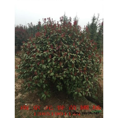 江蘇南京高桿女貞，冬青樹，大葉女貞，小葉冬青，女貞報(bào)價(jià)