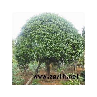 占地桂花6-15公分征收桂花樹價格 2.8米切桿桂花大量供應