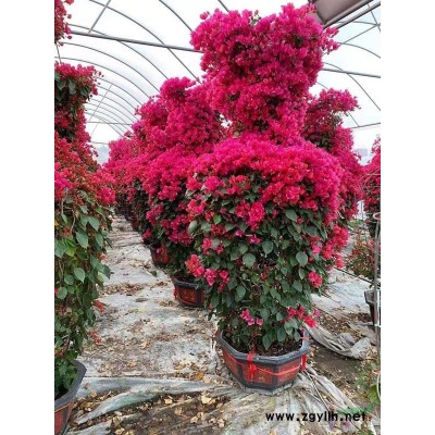 優質特價福建四季桂 漳州八月桂 各類桂花農戶產地直銷