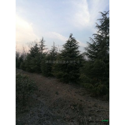 桂花*新價格/桂花報價