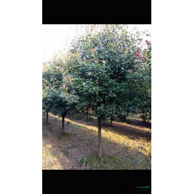 清田處理櫸樹 樸樹 桂花 紅葉石楠 榆樹規格*