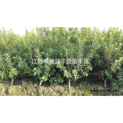 江西杜英袋苗杜英袋苗基地杜英袋苗種植,杜英袋苗價格