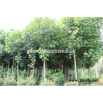 大小規(guī)格2019年新品種雜交馬褂木基地