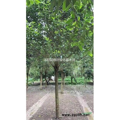 叢生美國紅楓價格_叢生美國紅楓圖片_叢生美國紅楓產地_叢生美國紅楓基地